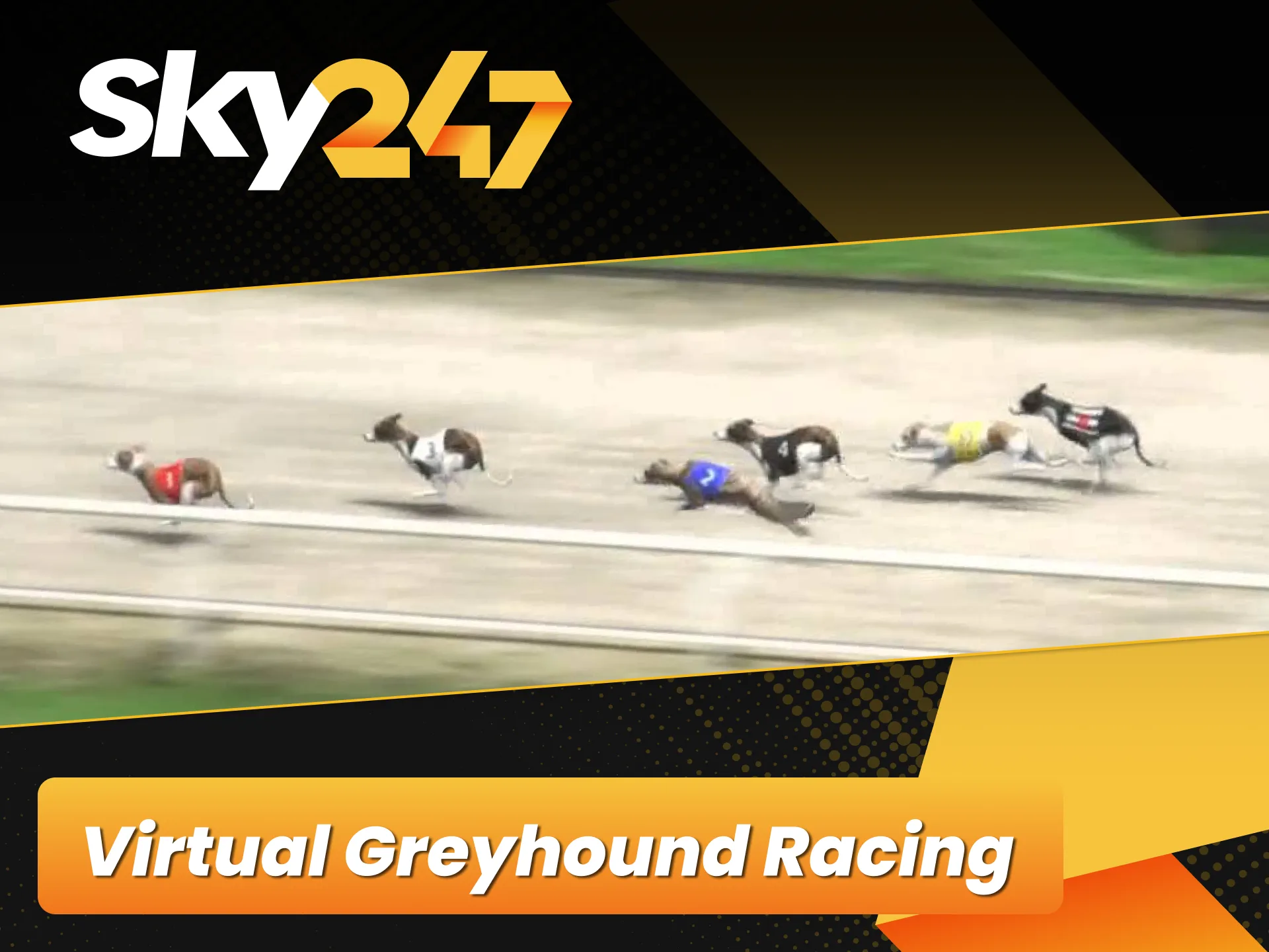 Follow fast paced virtual greyhound racing events on official Sky247.